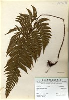 藏品(愛德氏肋毛蕨)的圖片